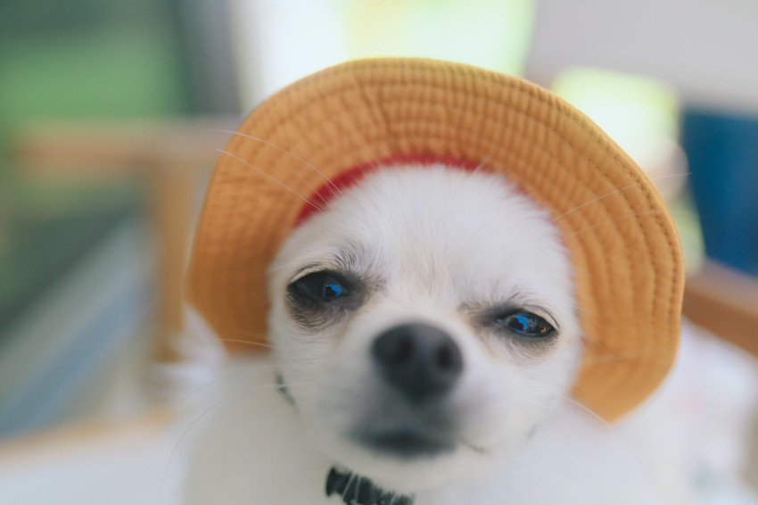 浜松でペット出張撮影（犬・猫）