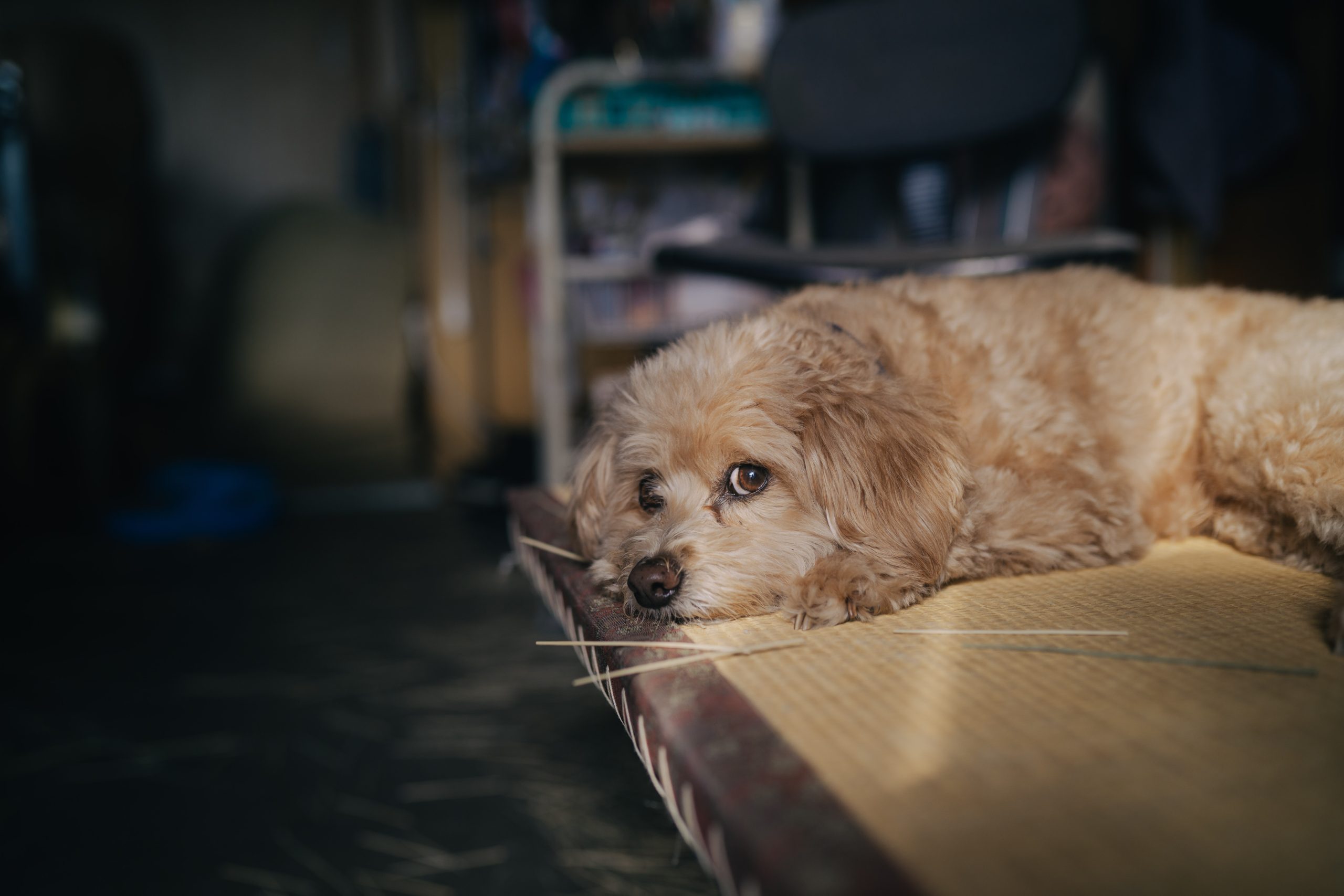 浜松市でペット犬撮影