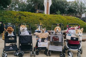 浜松市のペット出張撮影（イベント・オフ会・グループ撮影）