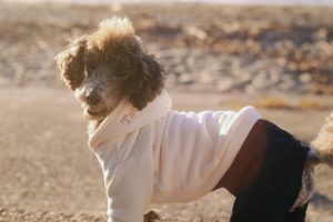 つむぎくん（犬の出張撮影）