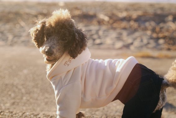 つむぎくん（犬の出張撮影）