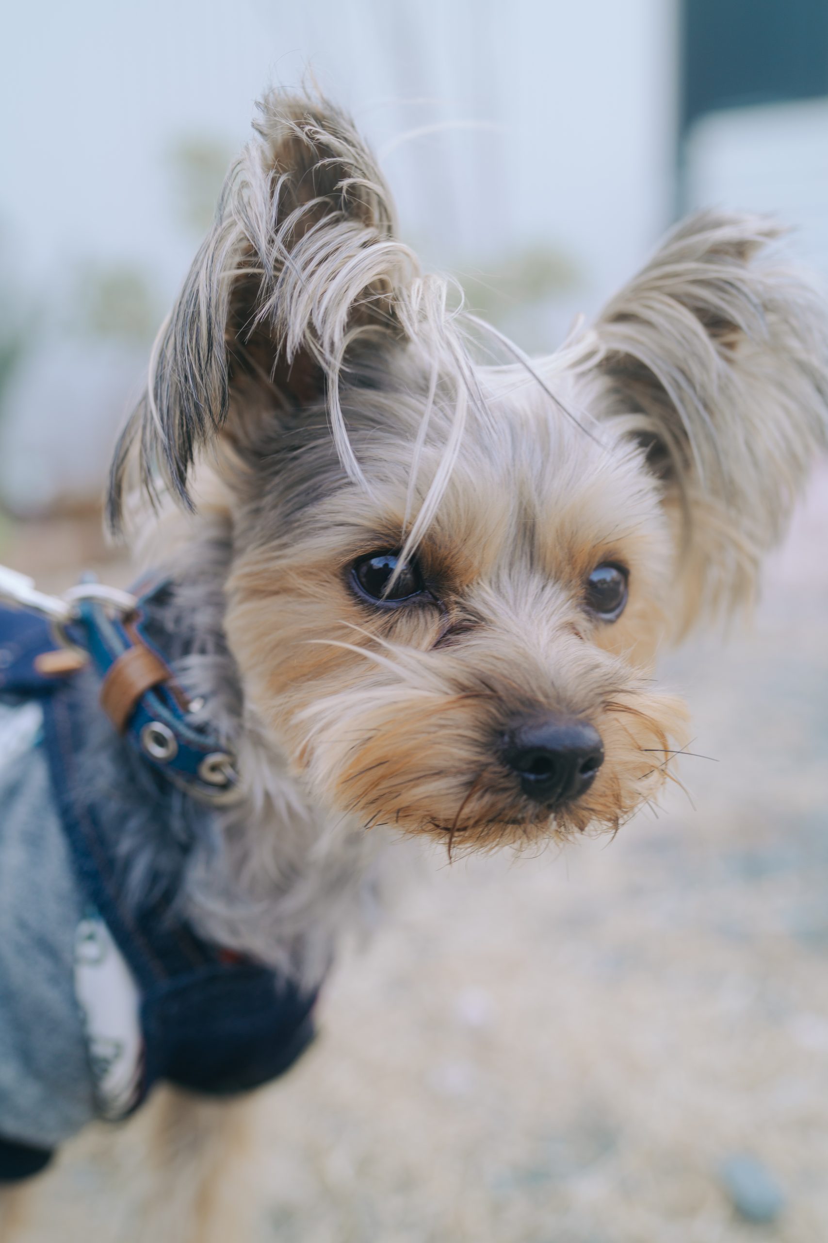浜松市で出張撮影（犬・猫写真）
