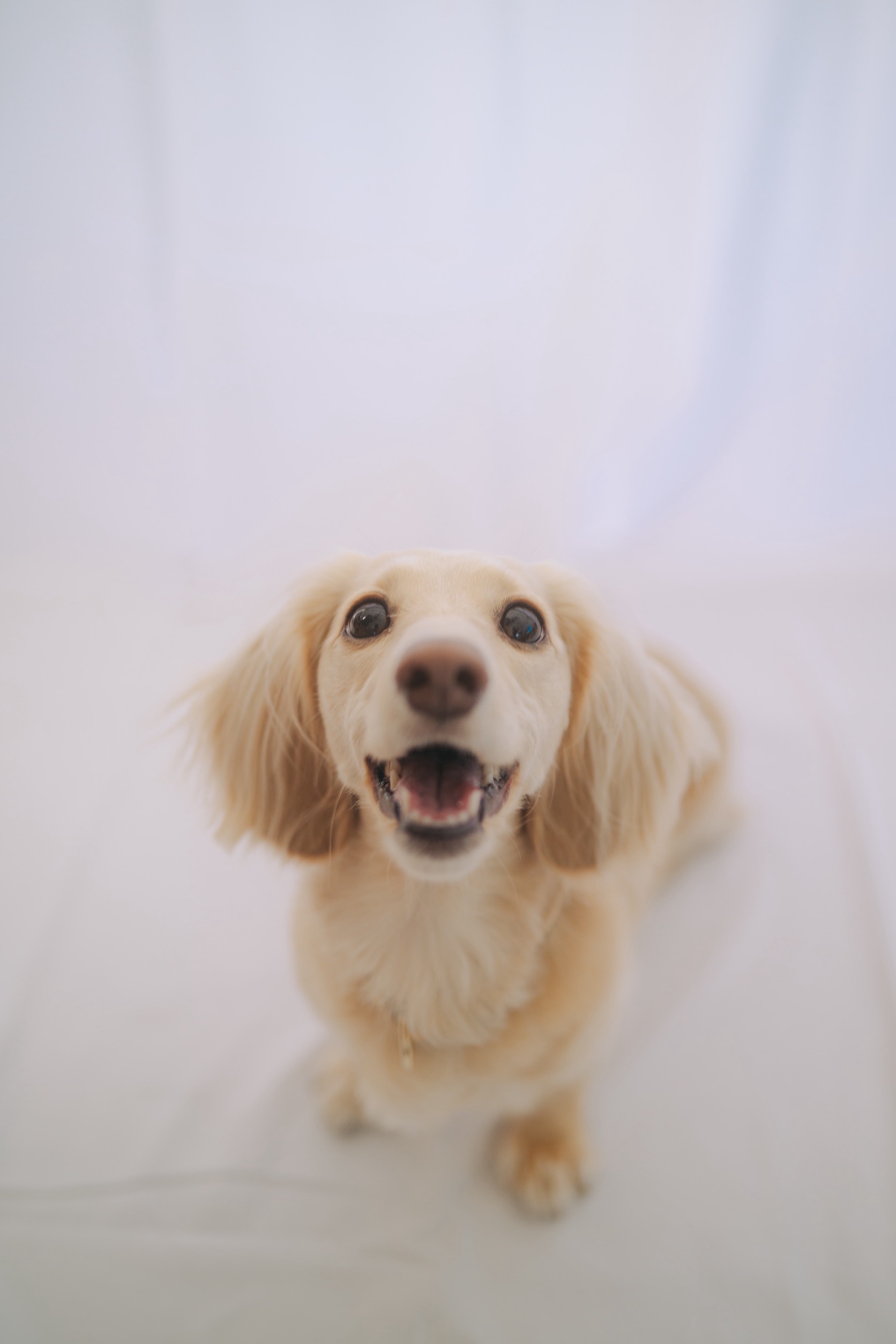 デカケルわんこブース出店