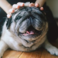 浜松市でペット出張撮影