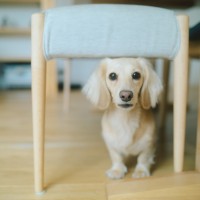 浜松市でペット写真撮影