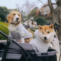 浜松市でペット出張撮影(多頭)