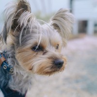 浜松市でペット記念写真